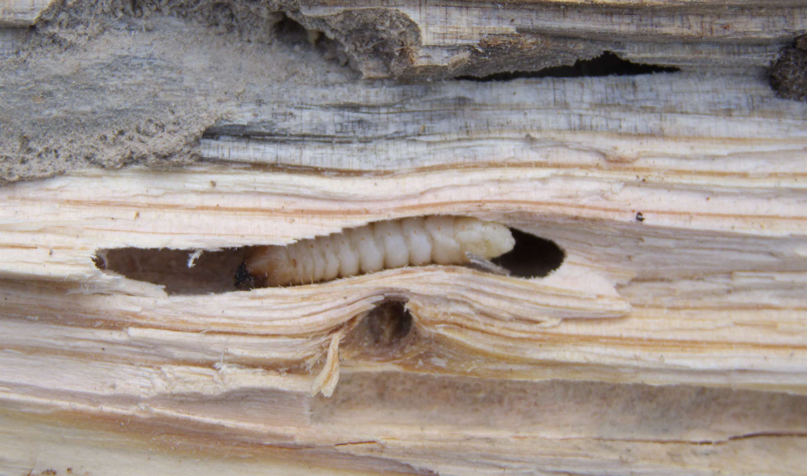 Husbuk larve i trae med borehul