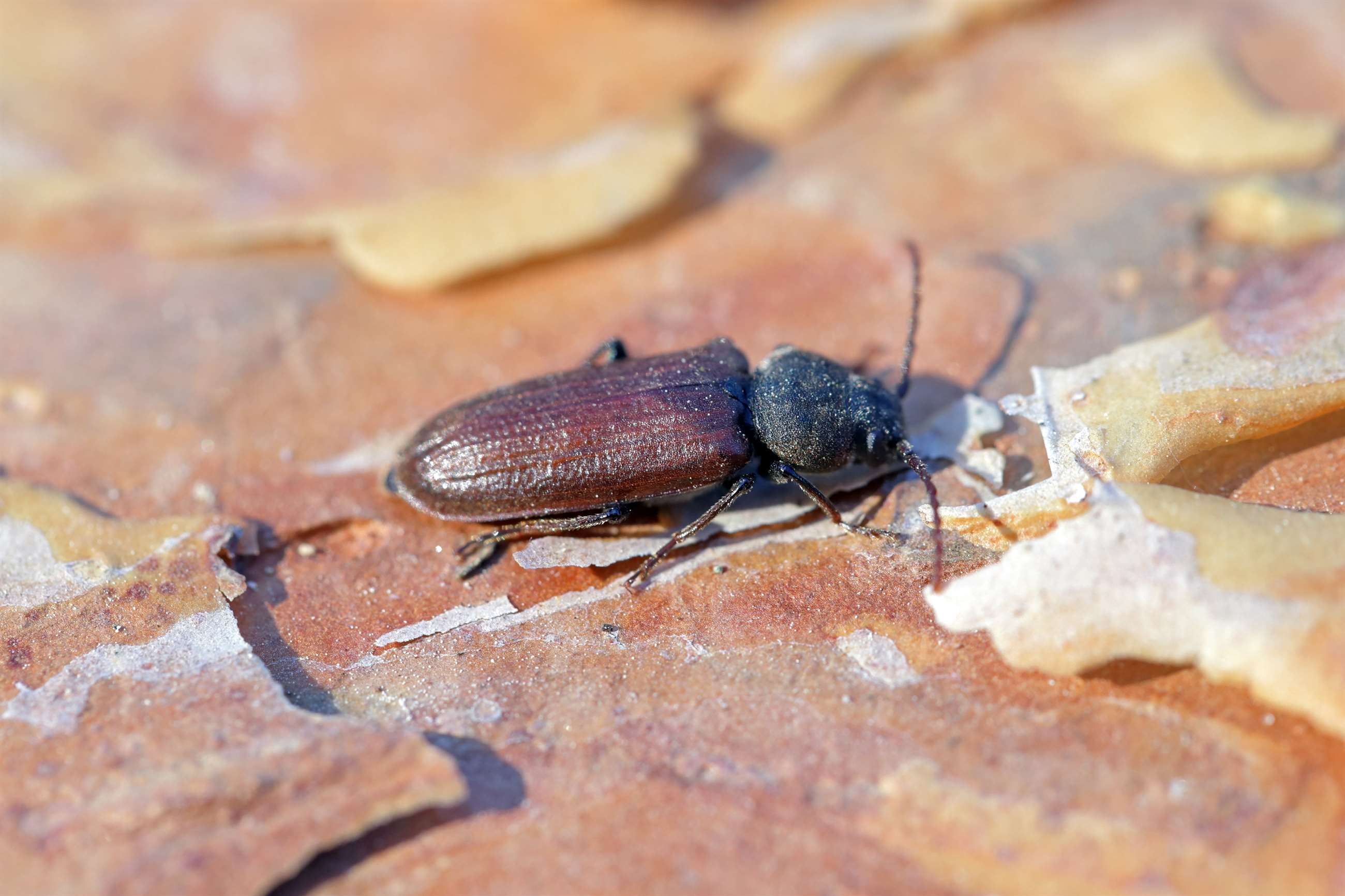 Husbuk paa traevaerk