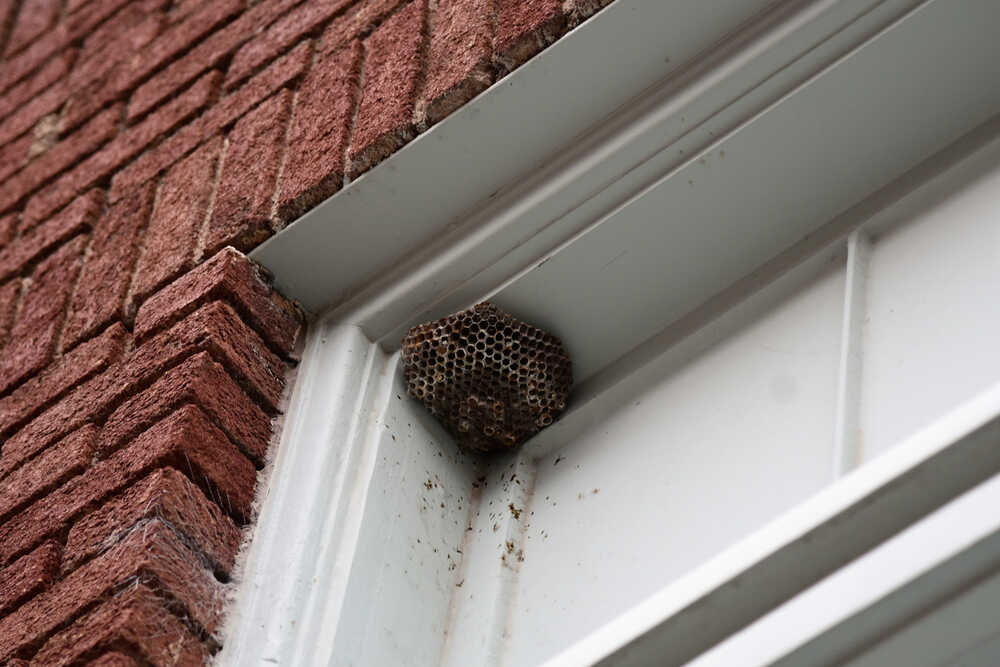 hvepsebo i vindue