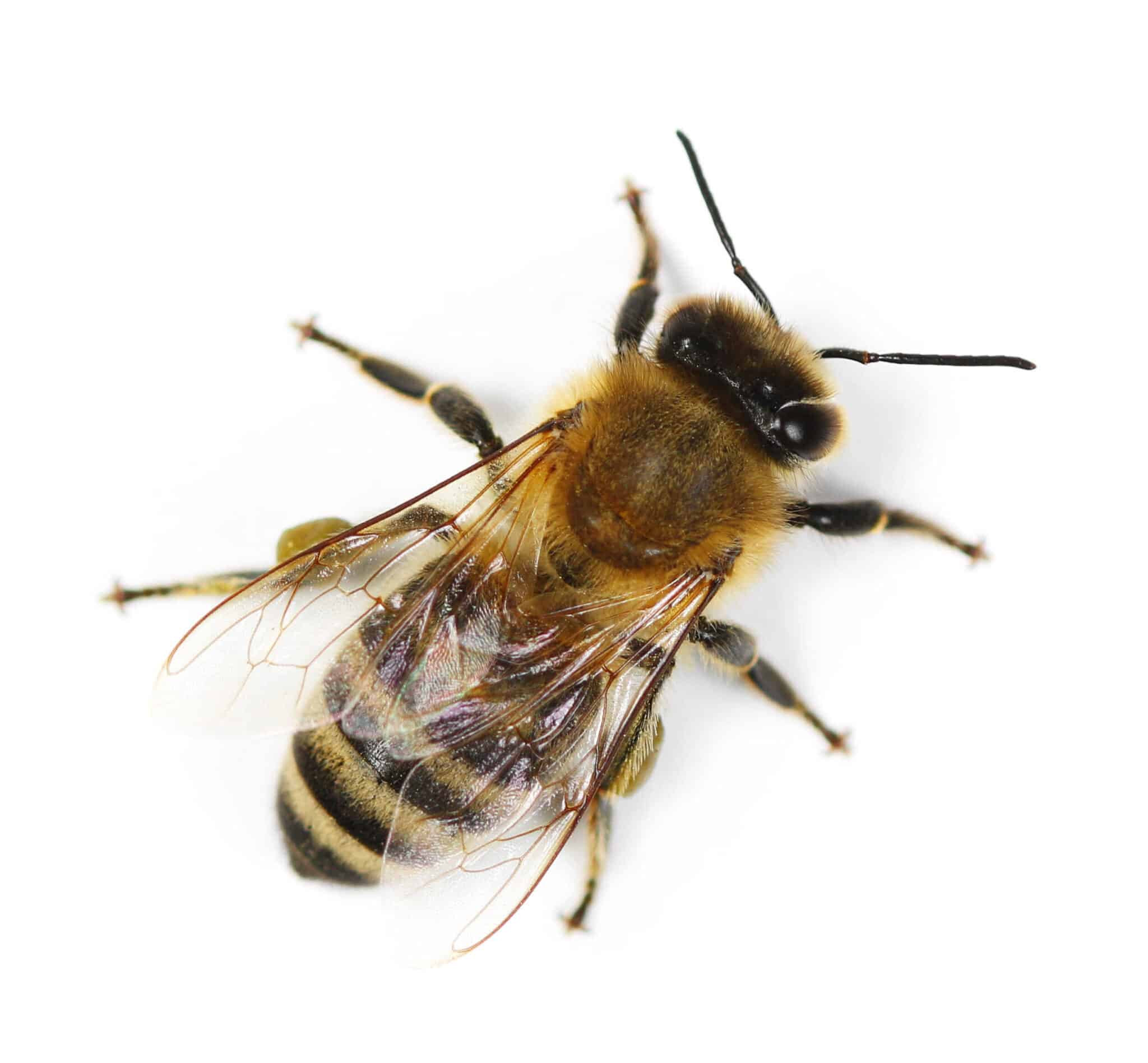 billede af bi på hvid baggrund