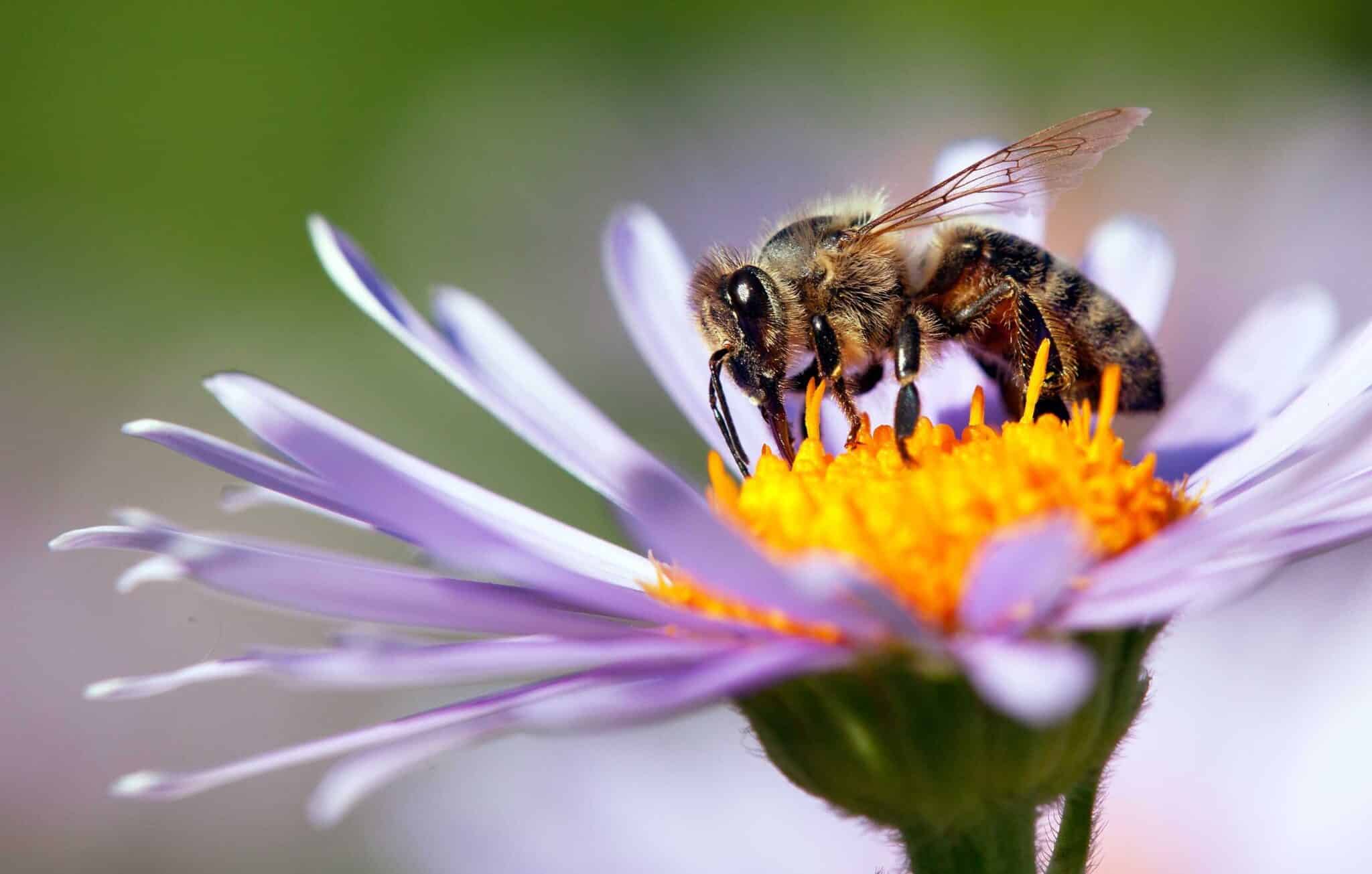 Bi som suger nektar fra blomst